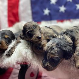 Dachshund Puppies from Hart Dachshunds