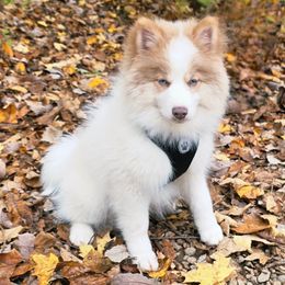 Ben SALE 2500 - Lavender male Pomsky puppy in Christiana, Tennessee from Smoky Mountain Pomskies