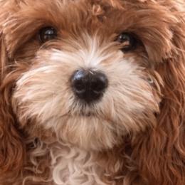 Bell - Cavapoo