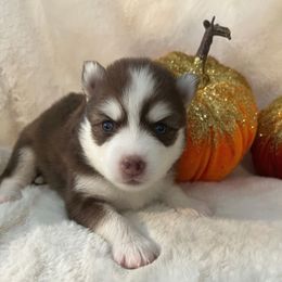 RIVER - Tri-color female Pomsky puppy in Mount Sterling, Kentucky from SnowBears Pomsky Ranch