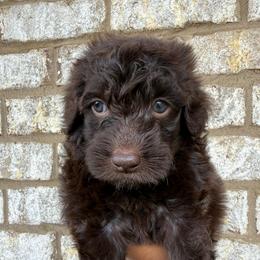 Yellow Collar Girl - Chocolate female Goldendoodle puppy in Lithia Springs, Georgia from Opulent Goldendoodles