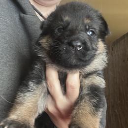Pink girl - Black and red female German Shepherd puppy in Worthington, Indiana from Aus Gerstbrei German Shepherds