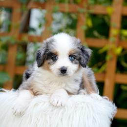 Jack - Blue merle male Bernedoodle puppy in Spokane, Washington from Lilac City Doodles