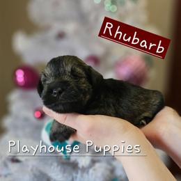 Rhubarb - Salt and pepper female Miniature Schnauzer puppy in Lebanon, Missouri from Playhouse Puppies