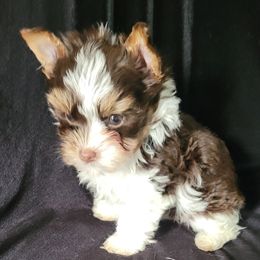 Skippy - Parti male Yorkshire Terrier puppy in Buda, Texas from BIOLA'S YORKIES