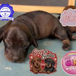 Elsa - Wild boar female Dachshund puppy in Livingston, Kentucky from Illyria Dox & GSD