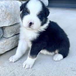 King - Black tri-color male Australian Shepherd puppy in Loda, Illinois from Pilcher Farms
