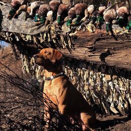 Zeus - Labrador Retriever
