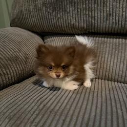 Jade - Tri-colored female Pomeranian puppy in Minooka, Illinois from Sheree’s Pomeranians