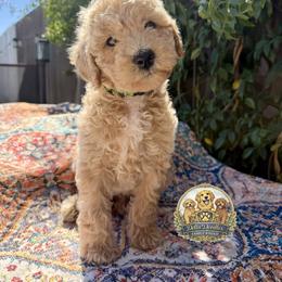 Theo - Apricot male Goldendoodle puppy in Sanger, California from Delta Doodless