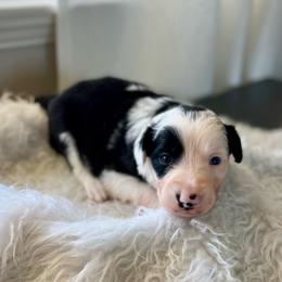 Ravioli - White and black female Bordoodle puppy in Valley Center, California from Circle R Valley Bordoodls