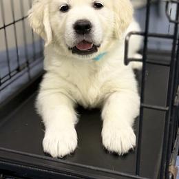 Boy Reservation 1 - Light golden male Golden Retriever puppy in Waterloo, Indiana from All 4 Paws of Pheasant Run