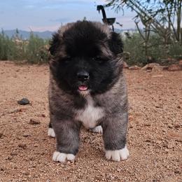 AKC Suki - Brown, black overlay female Akita puppy in Tombstone, Arizona from WeVolution Off-Grid