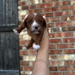 Dolly - Red female Cavapoo puppy in Thorndale, Texas from Hattie’s Texas Cavapoos