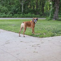 Chief - Boxer