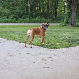 Chief - Boxer