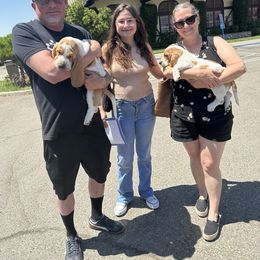 Basset Hound Puppies from Valley Bassets