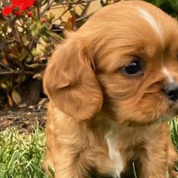 Cavalier King Charles Spaniels from Oak Haven Cavaliers
