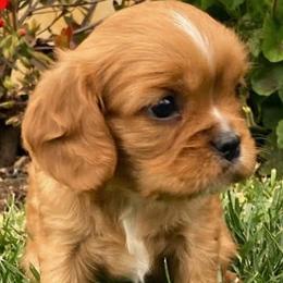 Cavalier King Charles Spaniels from Oak Haven Cavaliers