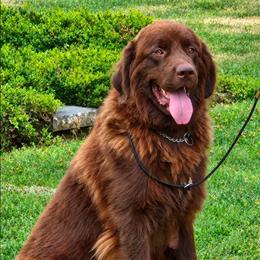 Nala - Newfoundland