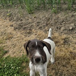 Crystal - Liver and white female German Wirehaired Pointer puppy in Clatskanie, Oregon from Paulette Gamroth's German Wirehaired Pointers