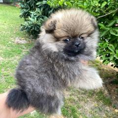 Figaro - Wolf sable male Pomeranian puppy in Los Angeles, California from Furever Blessed 🤍🐾🖤