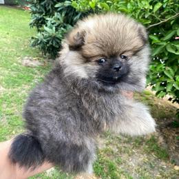 Figaro - Wolf sable male Pomeranian puppy in Los Angeles, California from Furever Blessed 🤍🐾🖤