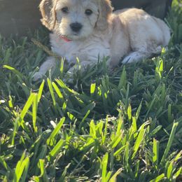 Goldendoodle Puppies from Salty River Doodles