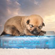 Chinook Puppies from Platform Chinooks