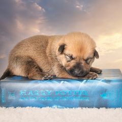 Chinook Puppies from Platform Chinooks