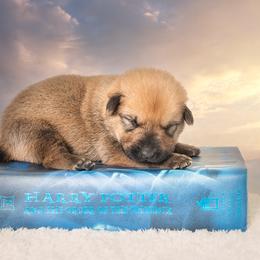 Chinook Puppies from Platform Chinooks