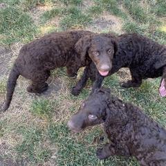 Curly-Coated Retriever Puppies from Betacoil Curly Coated Retrievers