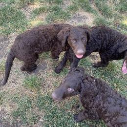 Curly-Coated Retriever Puppies from Betacoil Curly Coated Retrievers