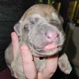 Pink - Liver male German Shepherd puppy in Lebanon, Pennsylvania from East Coast k9's