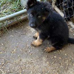 Little bit - Bi-color female German Shepherd puppy in Shelbyville, Tennessee from What a Heart Wants