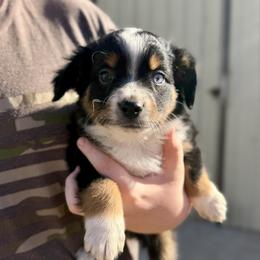 Oreo - Black tri-color male Australian Shepherd puppy in Odessa, Texas from Yucca Blossom Pups