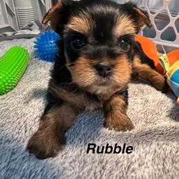 Rubble - Black and tan male Yorkshire Terrier puppy in Ashland, Kentucky from Yorkie Paw