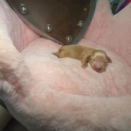 Crumble - Cream male Dachshund puppy in Bristol, Tennessee from It's Mini Wieners Baby