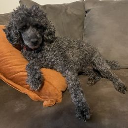 Poodle Puppies from Bright Morning Star Pups