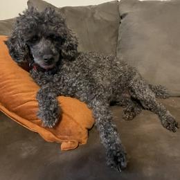 Poodle Puppies from Bright Morning Star Pups