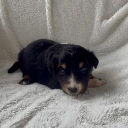 Cosmo - Black tri-color male Australian Shepherd puppy in Cypress, Texas from Cypress Aussies
