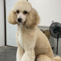 Poodles from Fanciers' Poodles