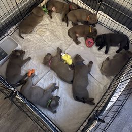 Dilute Retriever Puppies from Summer Lovin’ Labradors of Southern