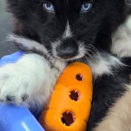 Zeekie - Black and white male Siberian Husky puppy in East Tawas, Michigan from BurnsBerg's Woolies