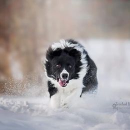 Border Collie All Grown Up from Element Border Collies