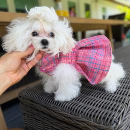 Korean doll - White female Maltese puppy in Miami, Florida from Natalias Tiny Puppies