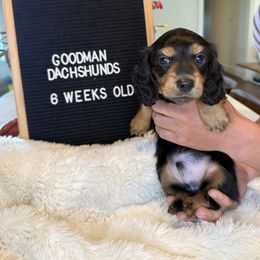 Dachshund Puppies from Goodman Dachshunds