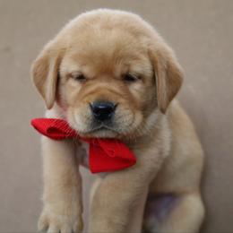 Little John - Yellow male Labrador Retriever puppy in Ocala, Florida from Moon river Labradors
