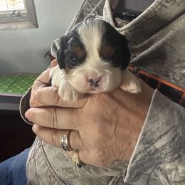 Cavalier King Charles Spaniel Puppies from Heavenly Cavaliers
