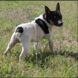 Anchor - Rat Terrier